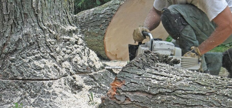Felling of a sick tree by an employee of Emondage Sorel-Tracy.