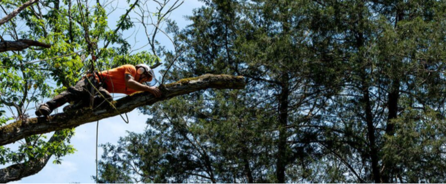 Élagueur de Emondage Sorel-Tracy qui travaille dans en hauteur dans un arbre.