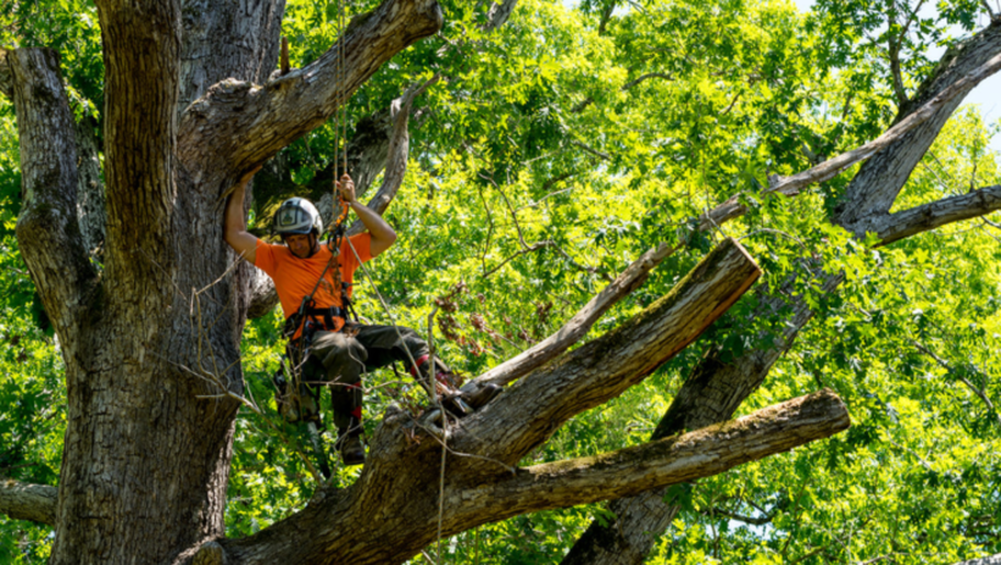 Émondeur d'Emondage Sorel-Tracy, qui travaille en hauteur dans un arbre.