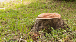 Stump at a resident of Sorel-Tracy. The stump removal will be done by Emondage Sorel-Tracy.