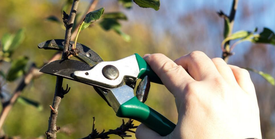 A trimmer from Emondage Sorel-Tracy performs the formation pruning on a fruit tree.