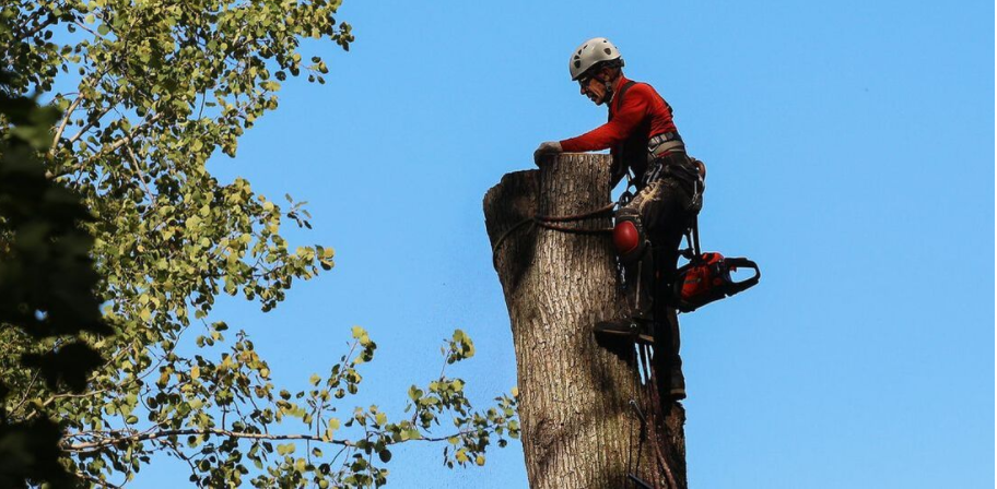 Arboriculturist from Emondage Sorel-Tracy cutting down a tree. The resident of the City of Sorel-Tracy first obtained a felling permit from the City of Sorel-Tracy. 